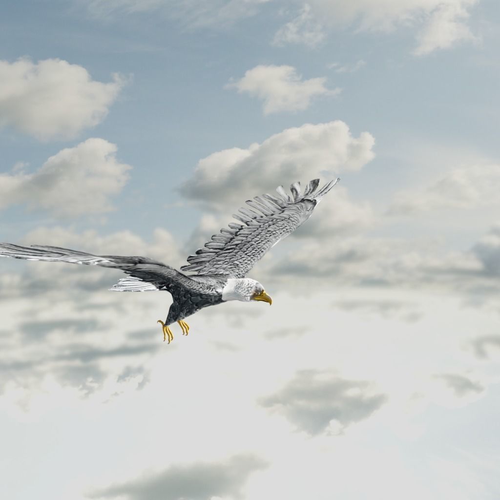 Eagle Model Game Ready flying in sky Low-poly 3D model_4