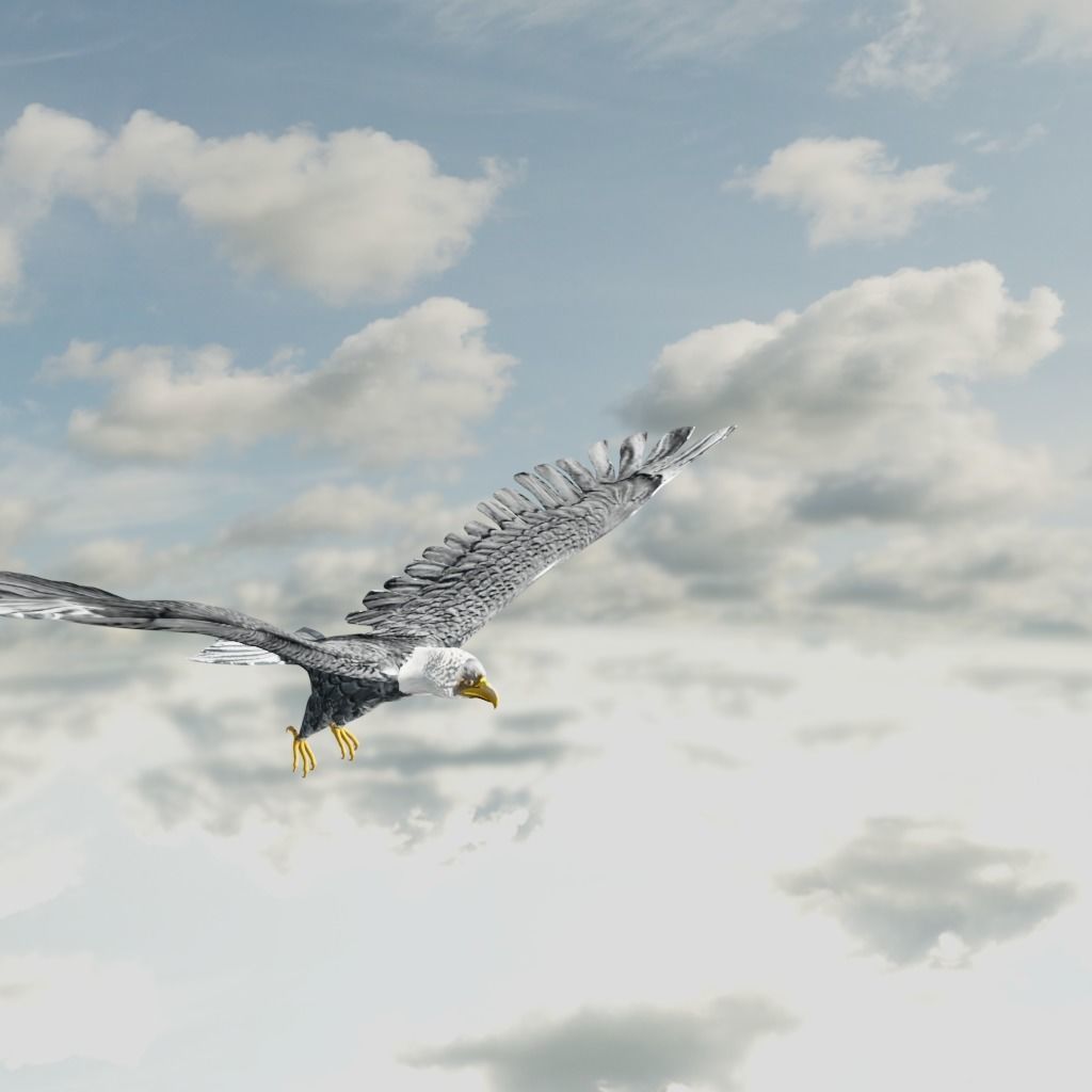 Eagle Model Game Ready flying in sky Low-poly 3D model_11