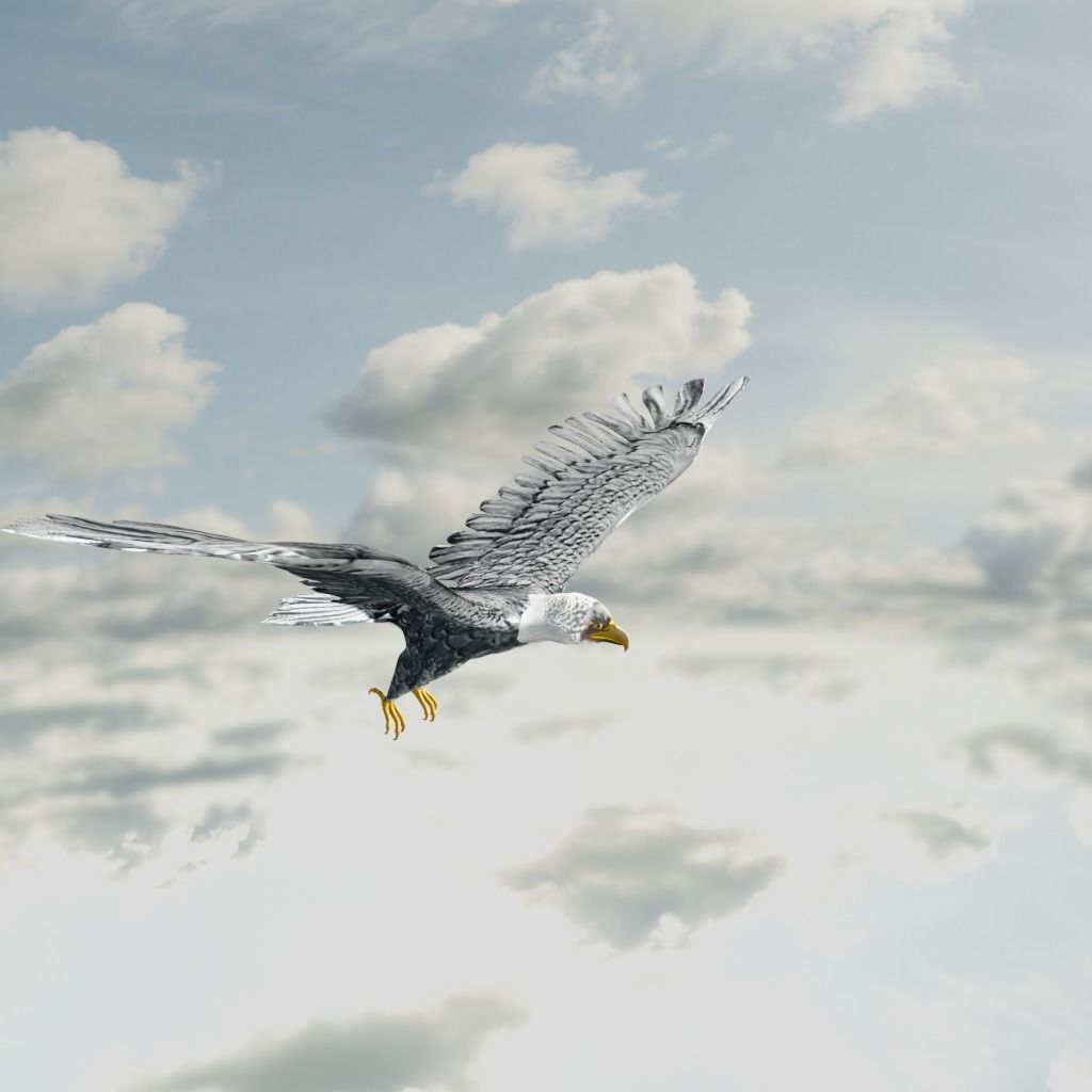 Eagle Model Game Ready flying in sky Low-poly 3D model_10