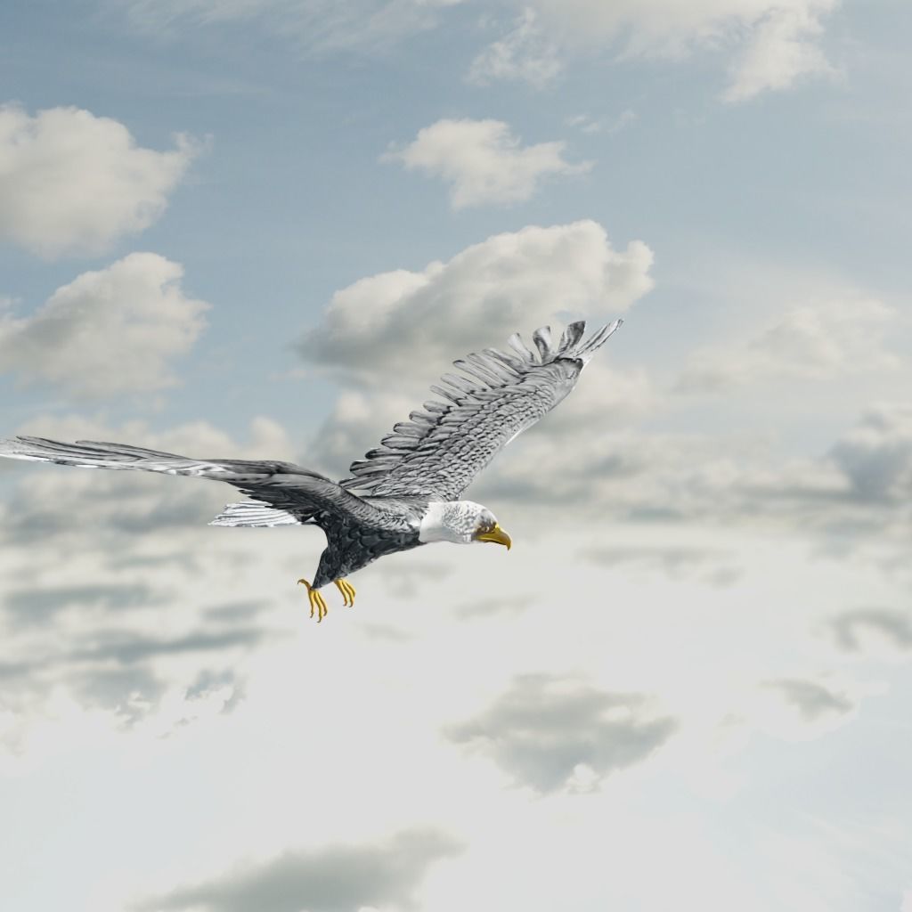 Eagle Model Game Ready flying in sky Low-poly 3D model_16