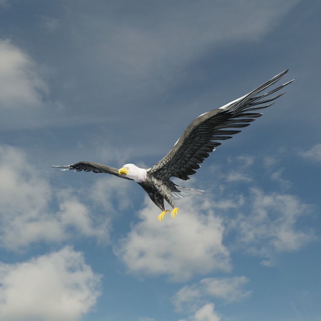 Eagle Model Game Ready flying in sky Low-poly 3D model_3