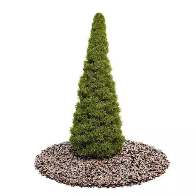 Tall Pine Tree 3D model_0