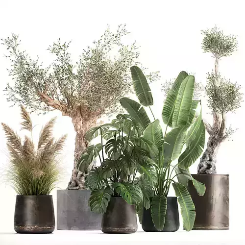 Ornamental plants for landscape design 1060