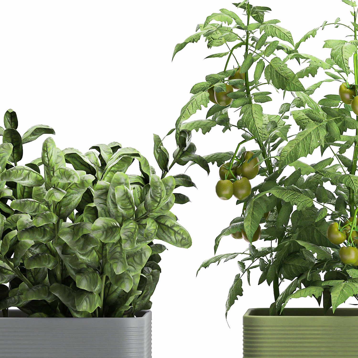 Vegetable garden in the kitchen 1059 3D model_6