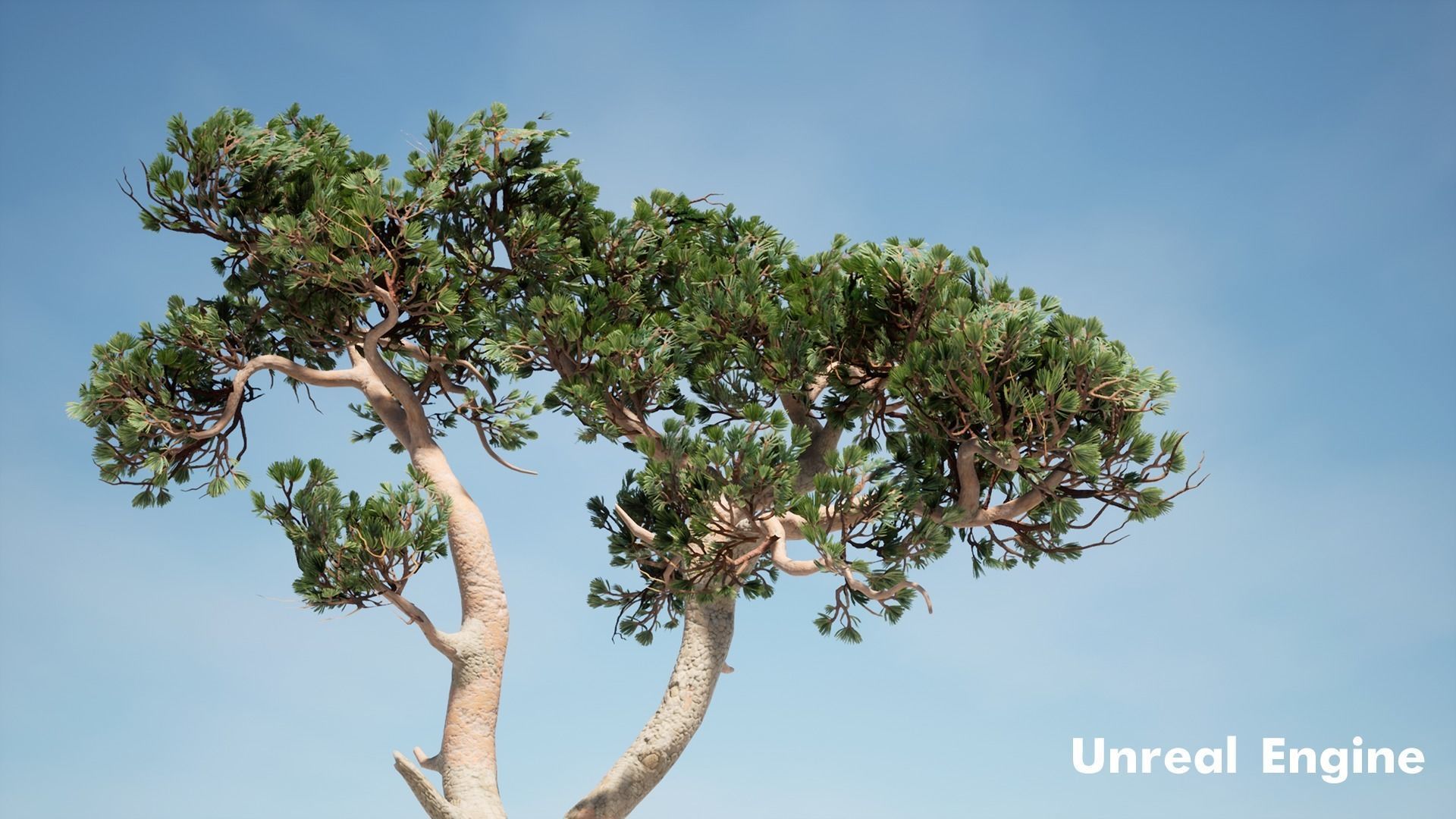 Pine Pack Low-poly 3D model_10