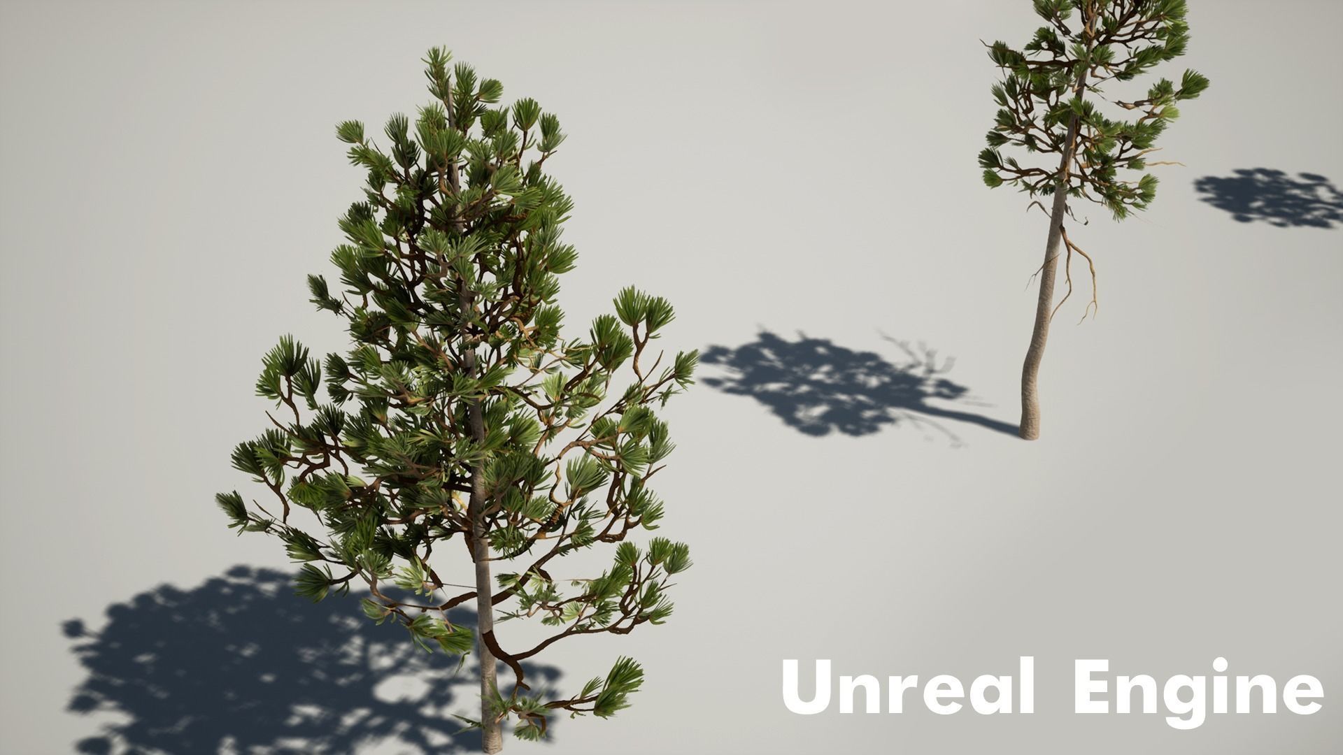 Pine Pack Low-poly 3D model_12