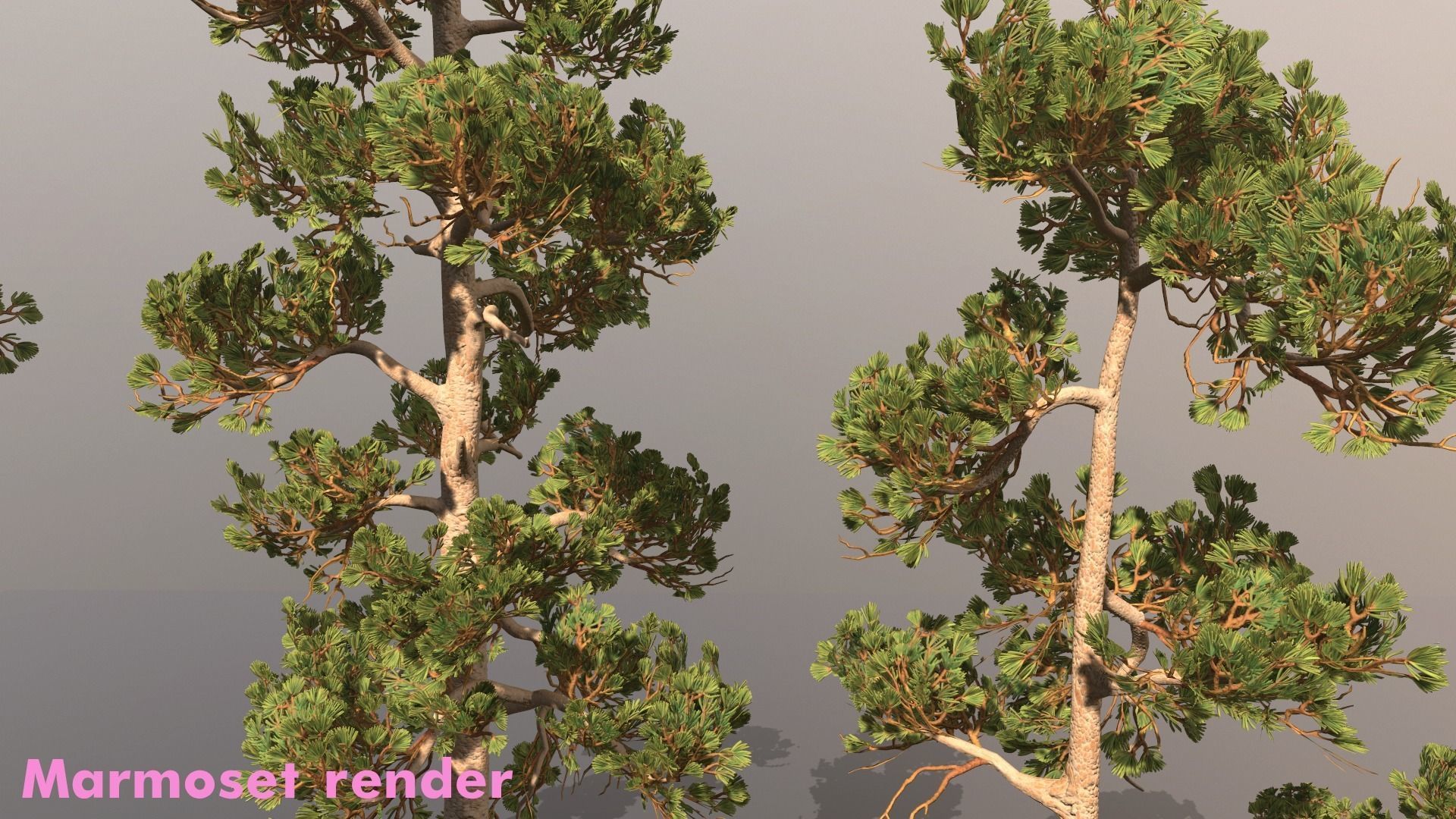 Pine Pack Low-poly 3D model_3