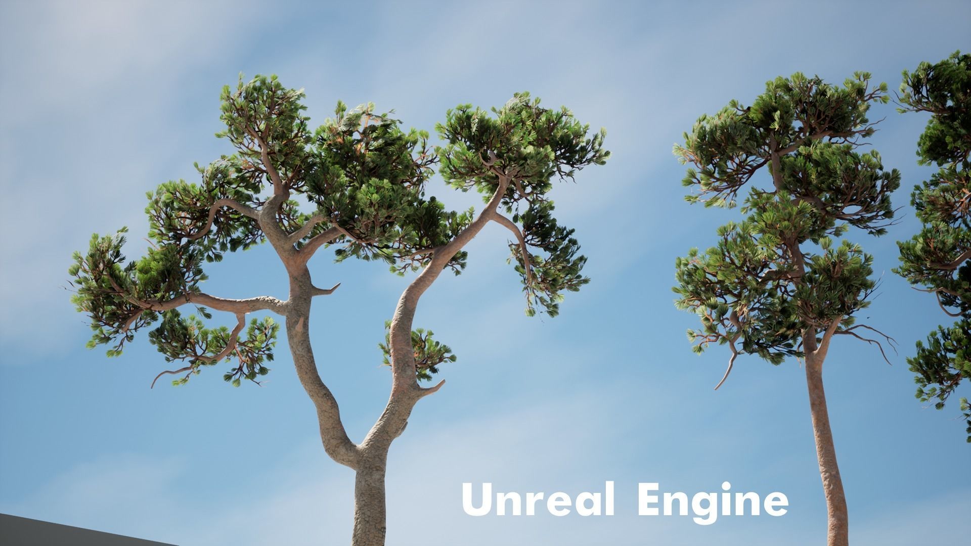 Pine Pack Low-poly 3D model_9