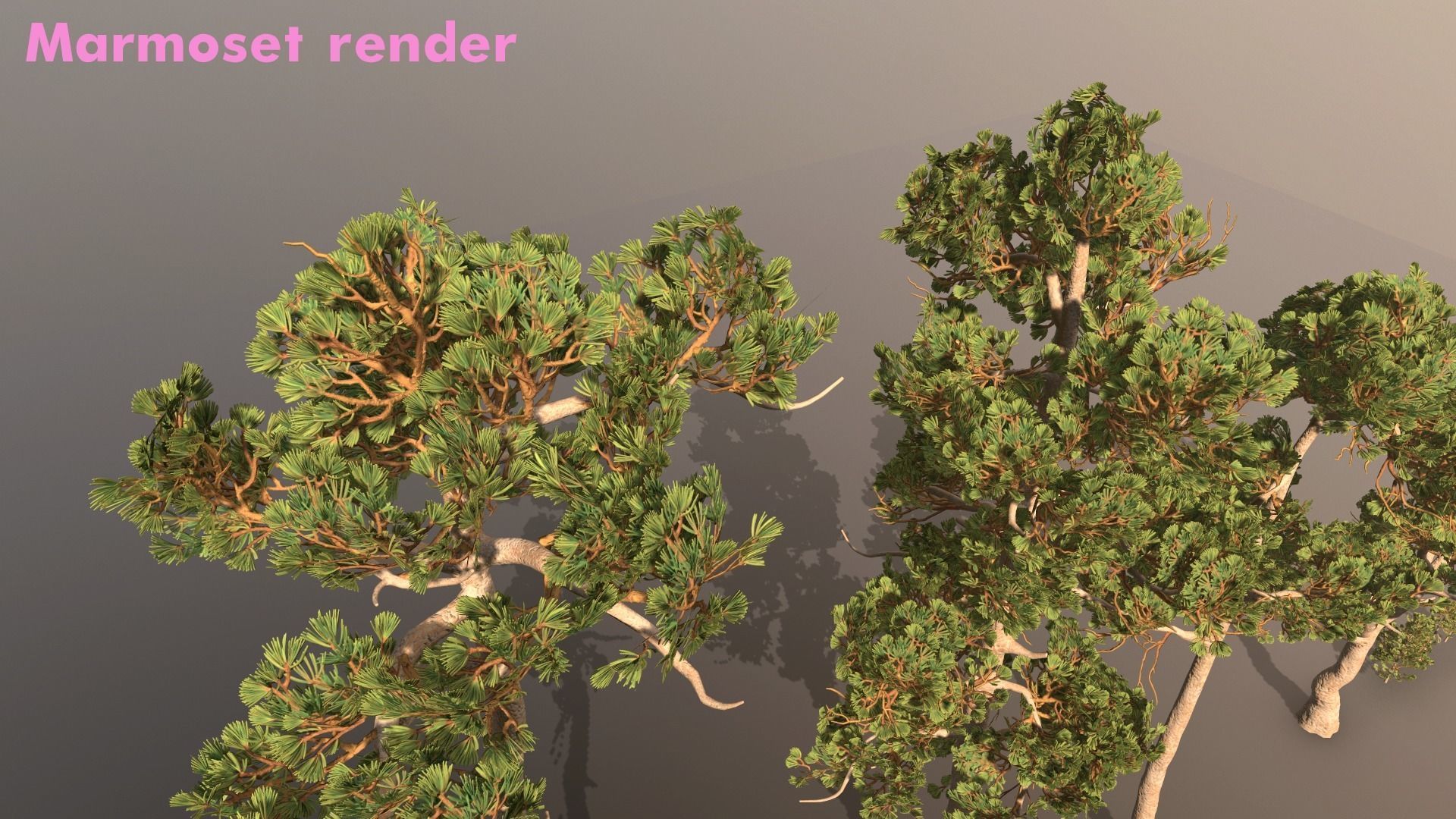 Pine Pack Low-poly 3D model_4