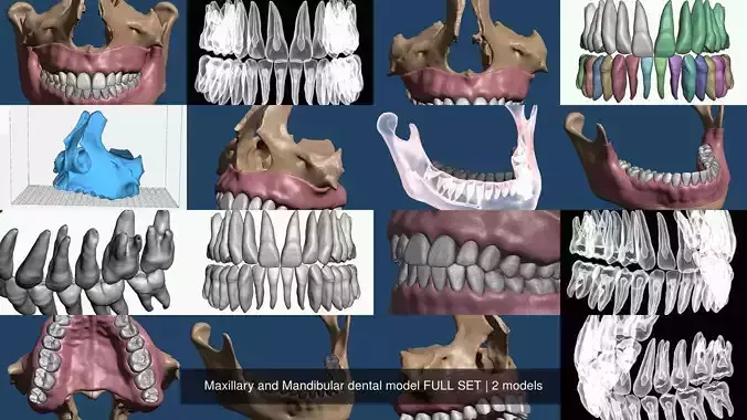 Maxillary and Mandibular dental model FULL SET 3D Model Collection