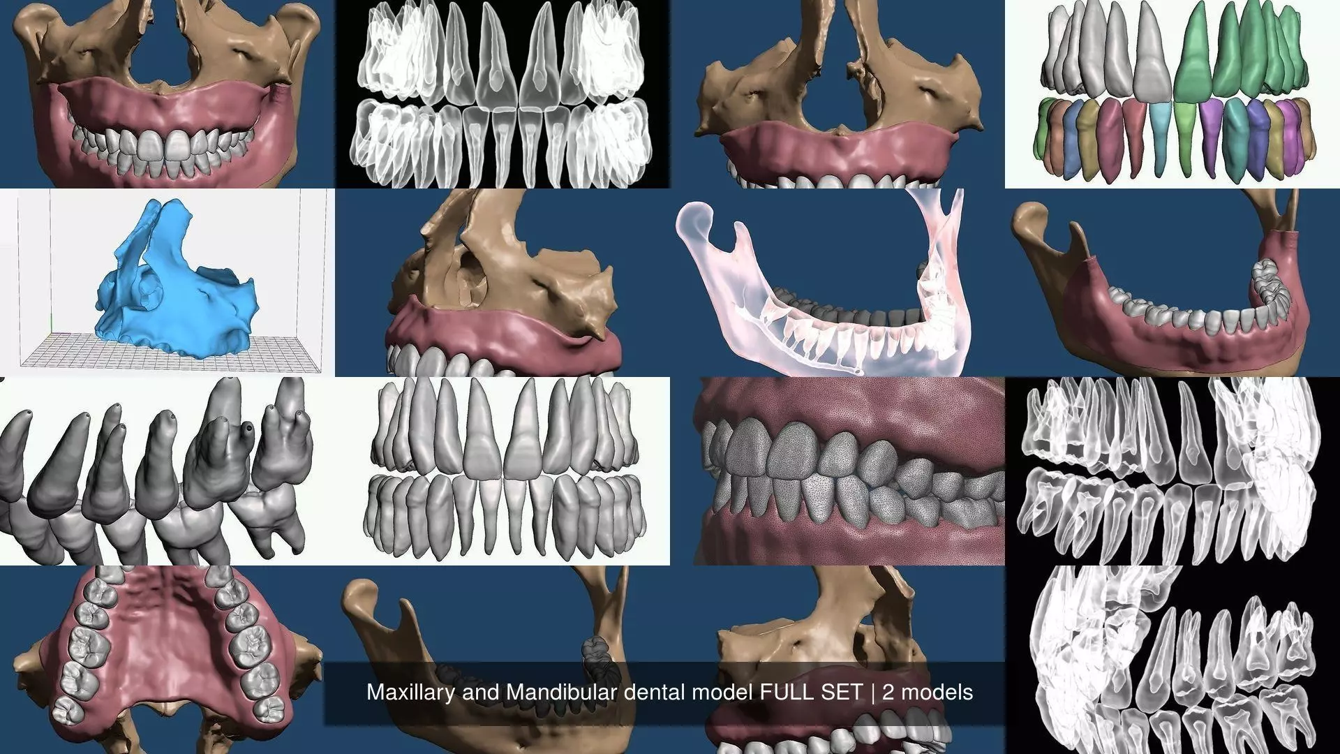 Maxillary and Mandibular dental model FULL SET 3D Model Collection_0