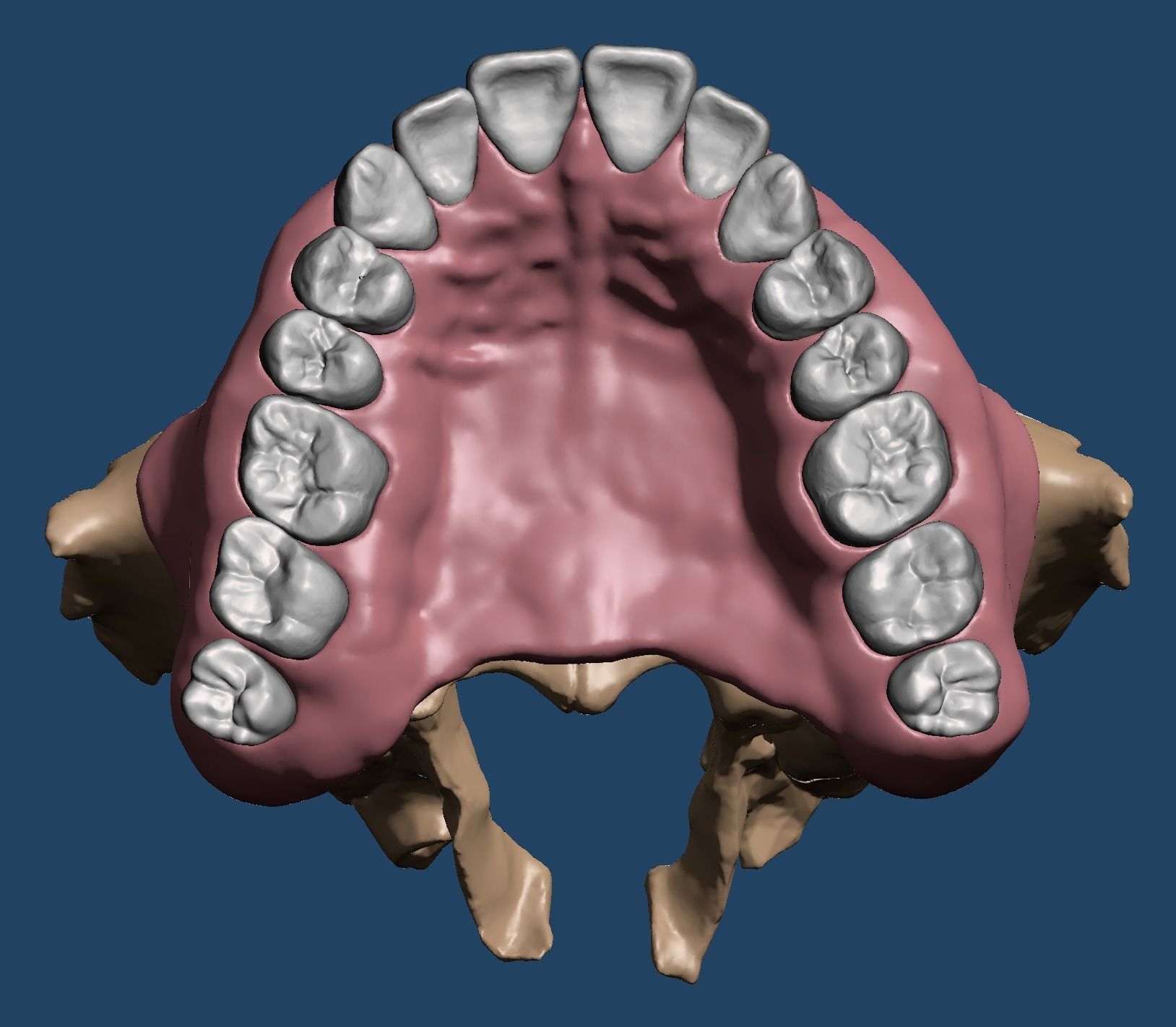Maxillary and Mandibular dental model FULL SET 3D Model Collection_5