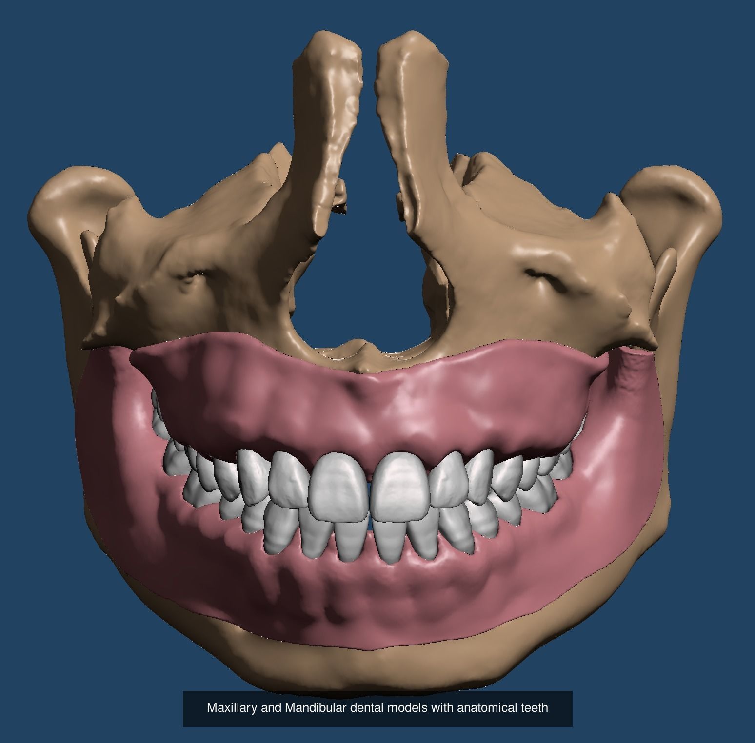 Maxillary and Mandibular dental model FULL SET 3D Model Collection_1