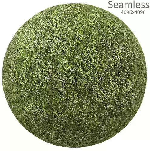 moss texture Texture