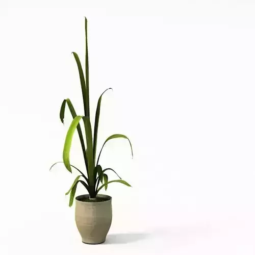 Green Potted Plant