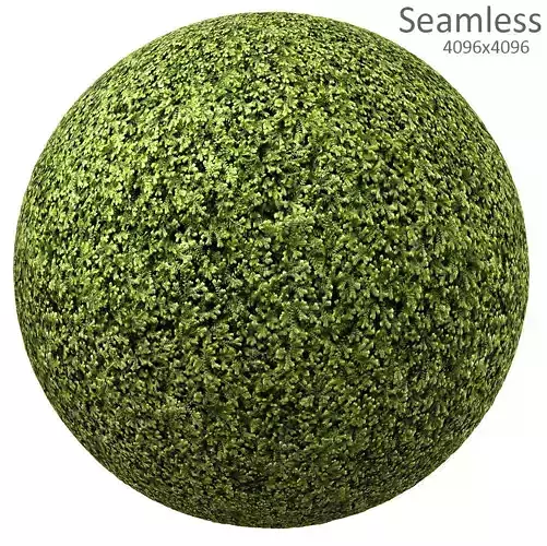 moss texture Texture