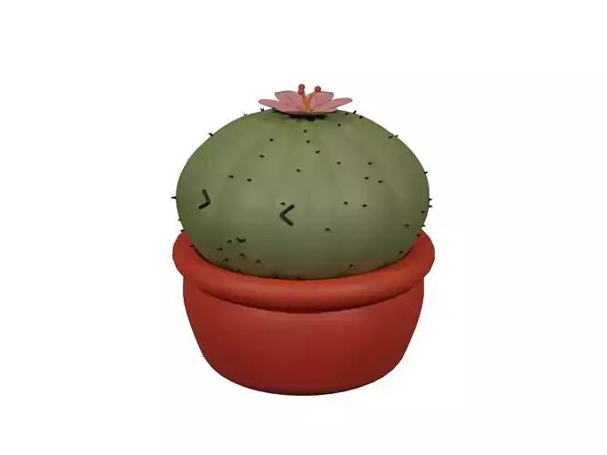 Cactus in pot