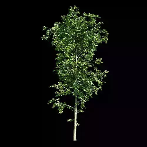 Seedling birch tree 3D model