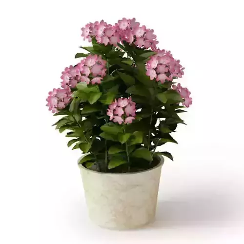 Pink Potted Flower