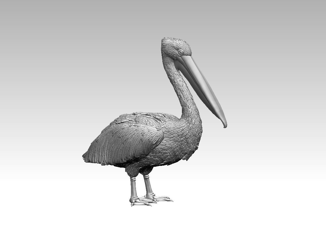 pelican 3D print model_2