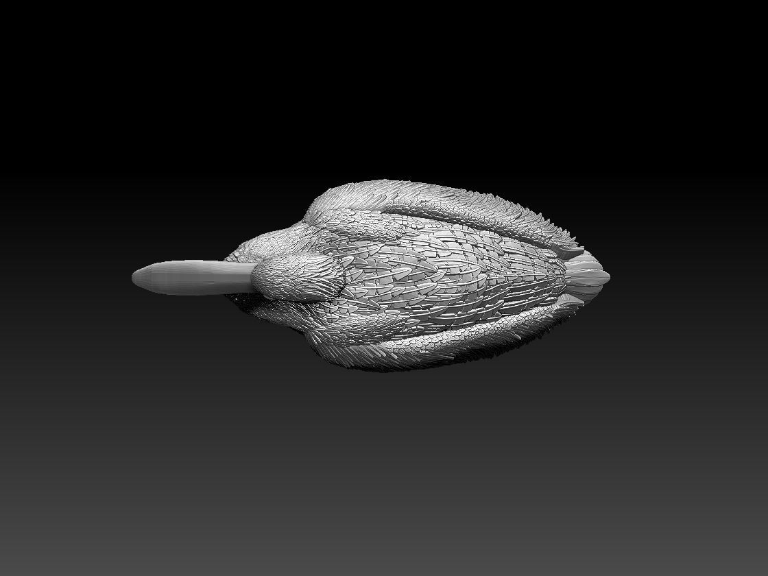pelican 3D print model_4