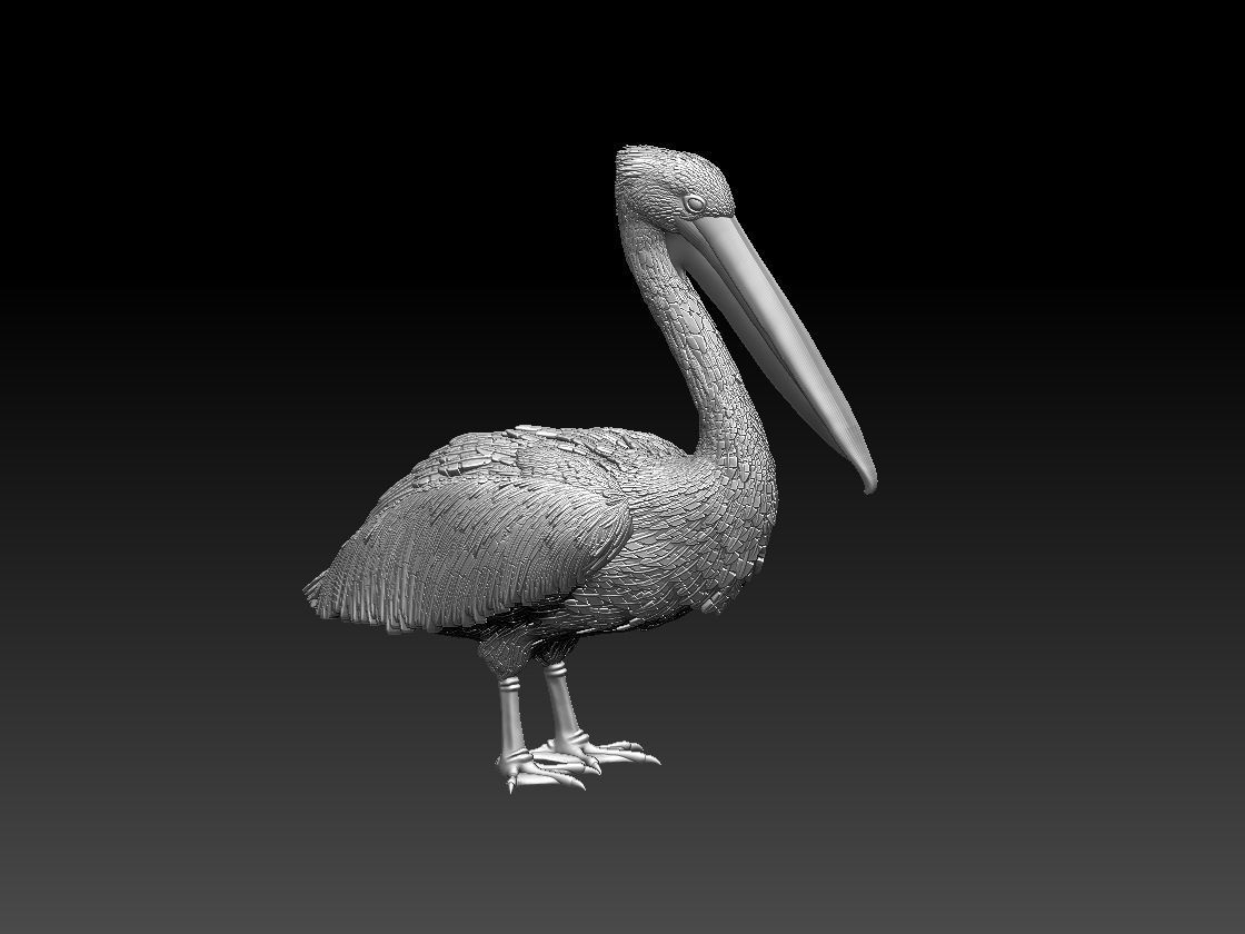 pelican 3D print model_6