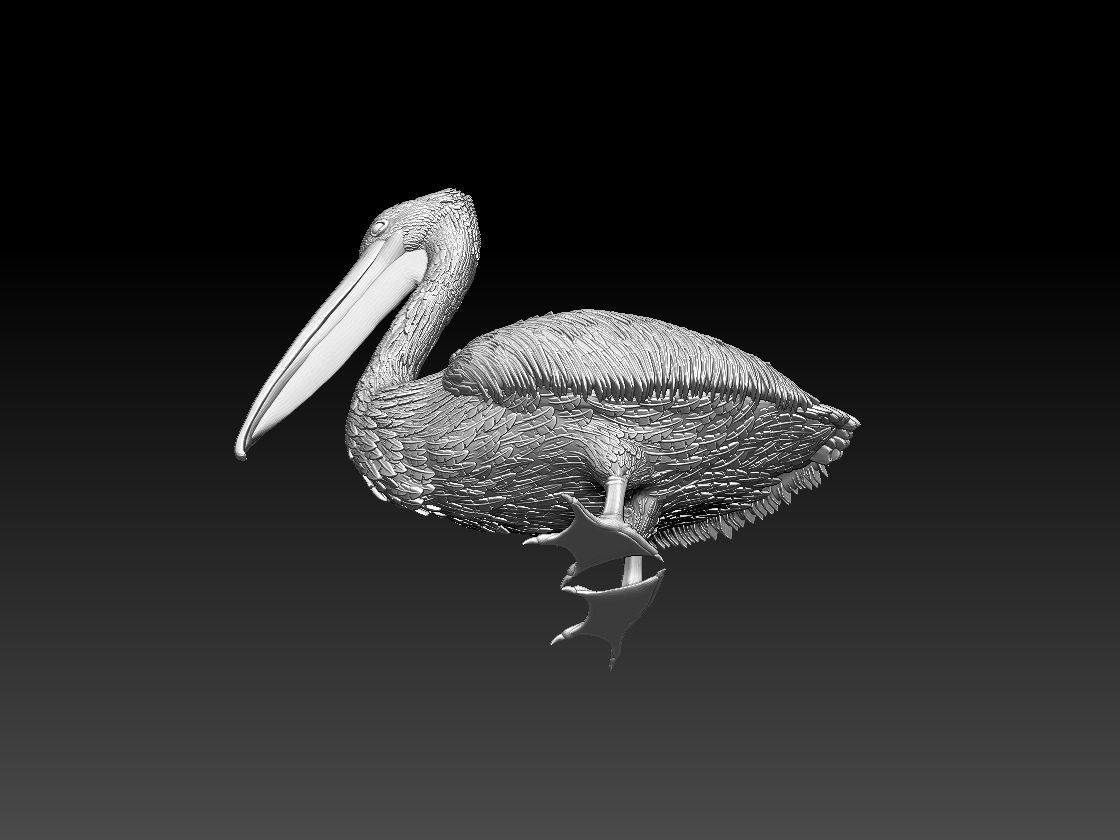 pelican 3D print model_3