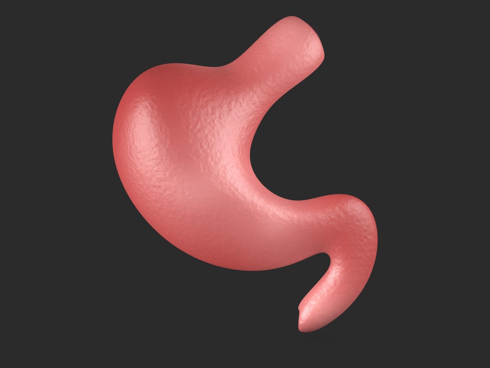 Human Stomach Low-poly 3D model_4
