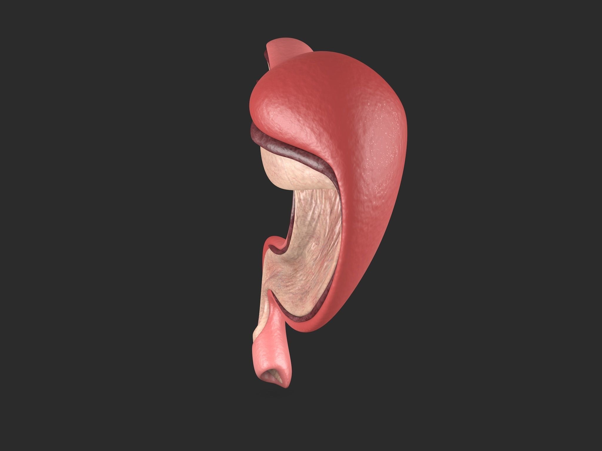 Human Stomach Low-poly 3D model_6
