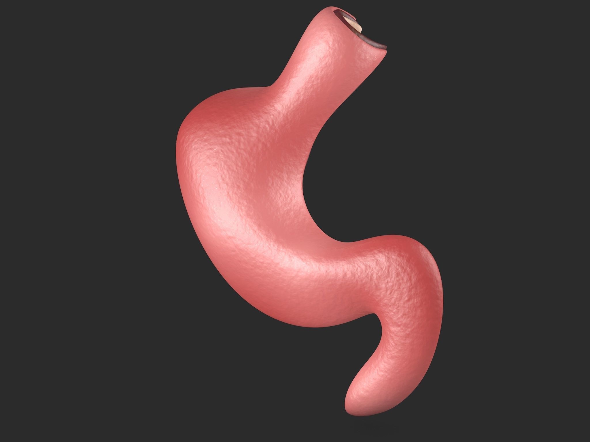 Human Stomach Low-poly 3D model_3