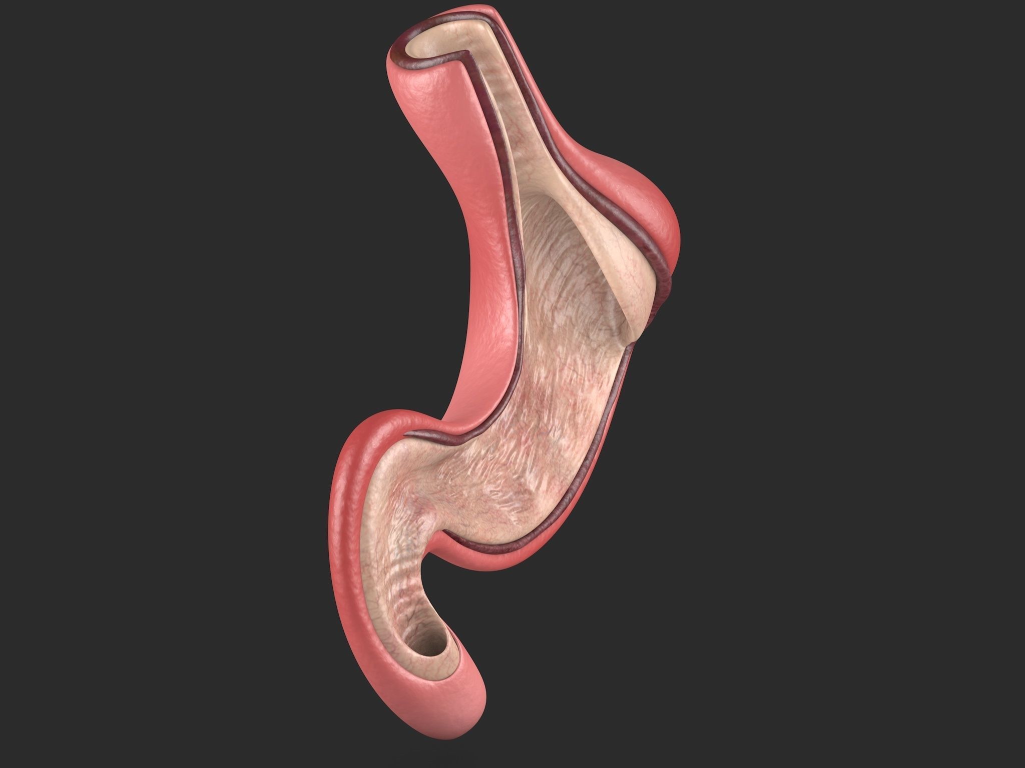 Human Stomach Low-poly 3D model_1