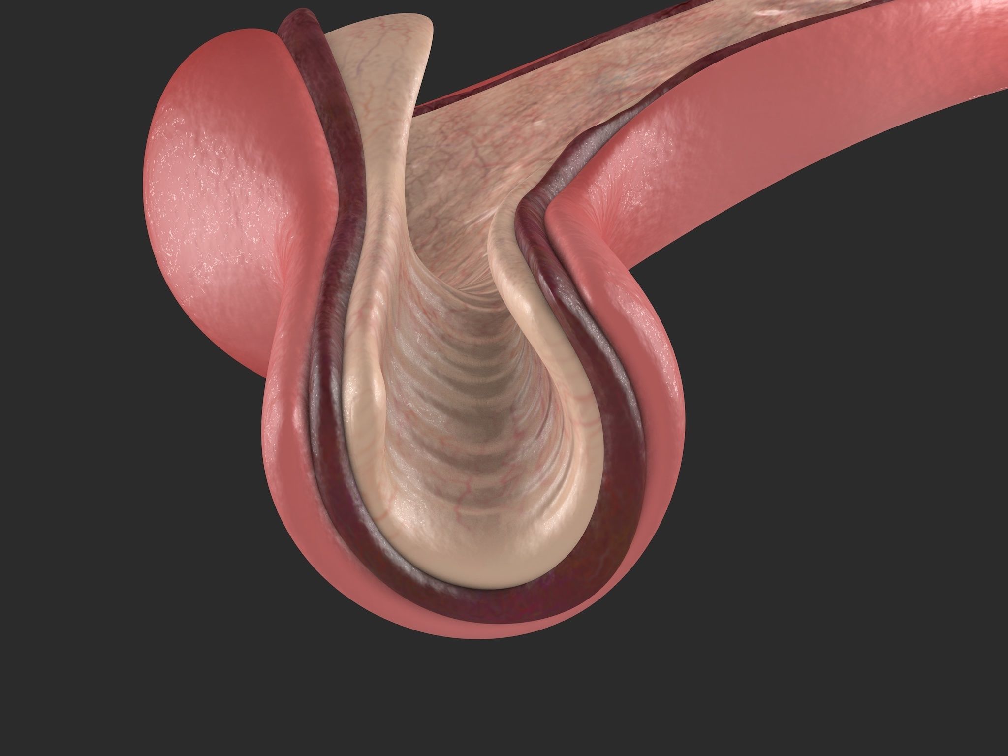 Human Stomach Low-poly 3D model_7