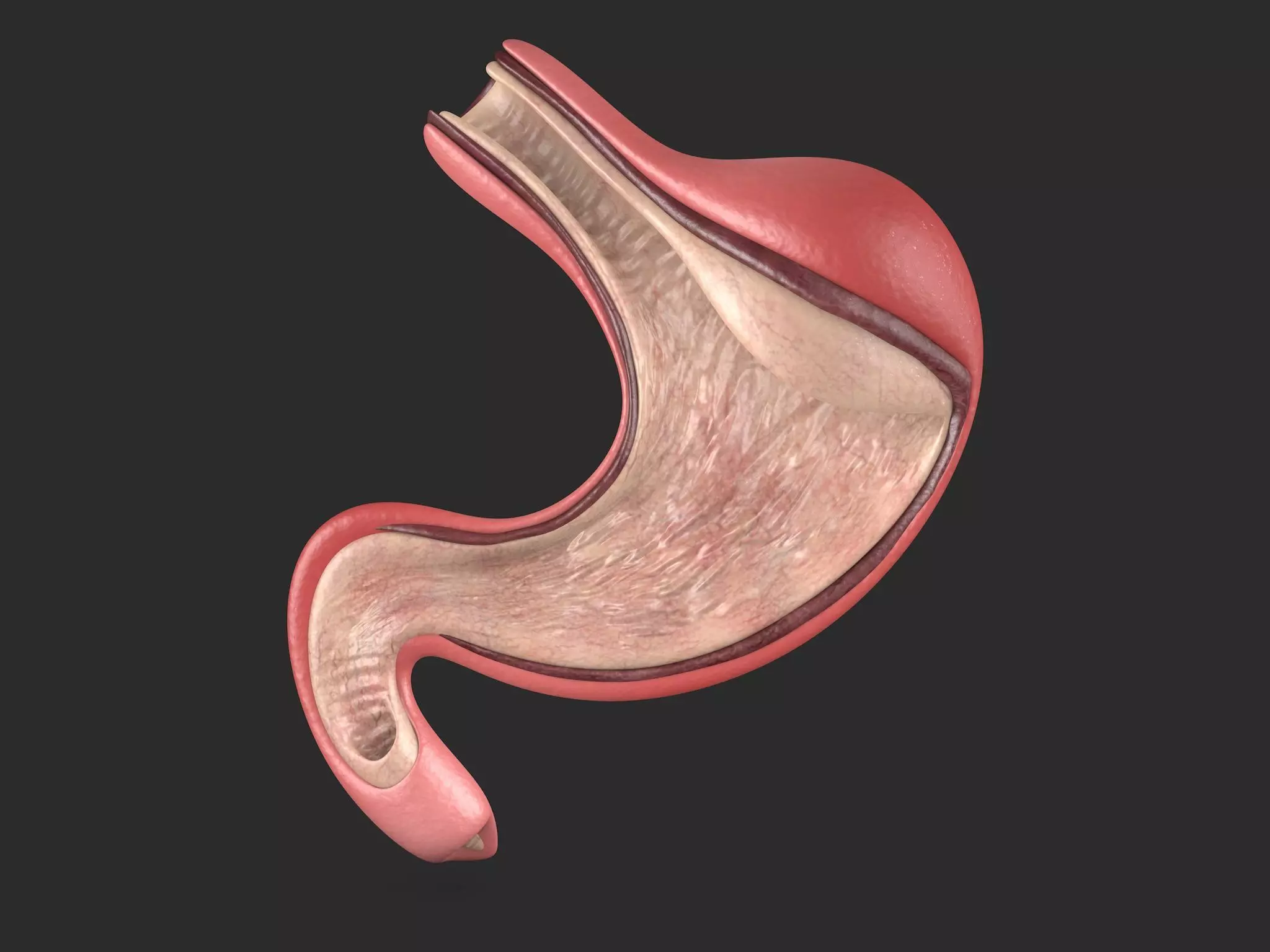Human Stomach Low-poly 3D model_0