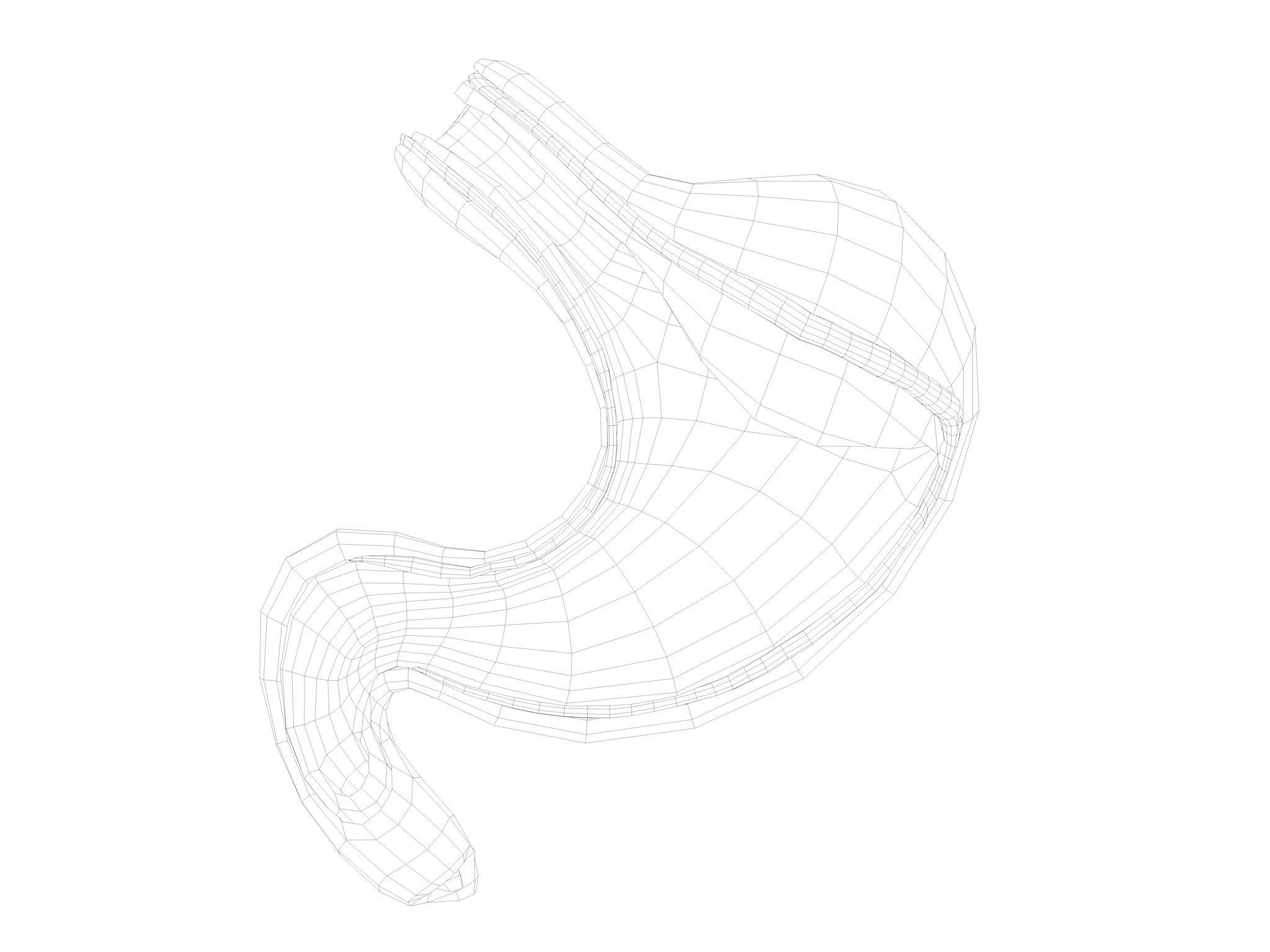 Human Stomach Low-poly 3D model_11