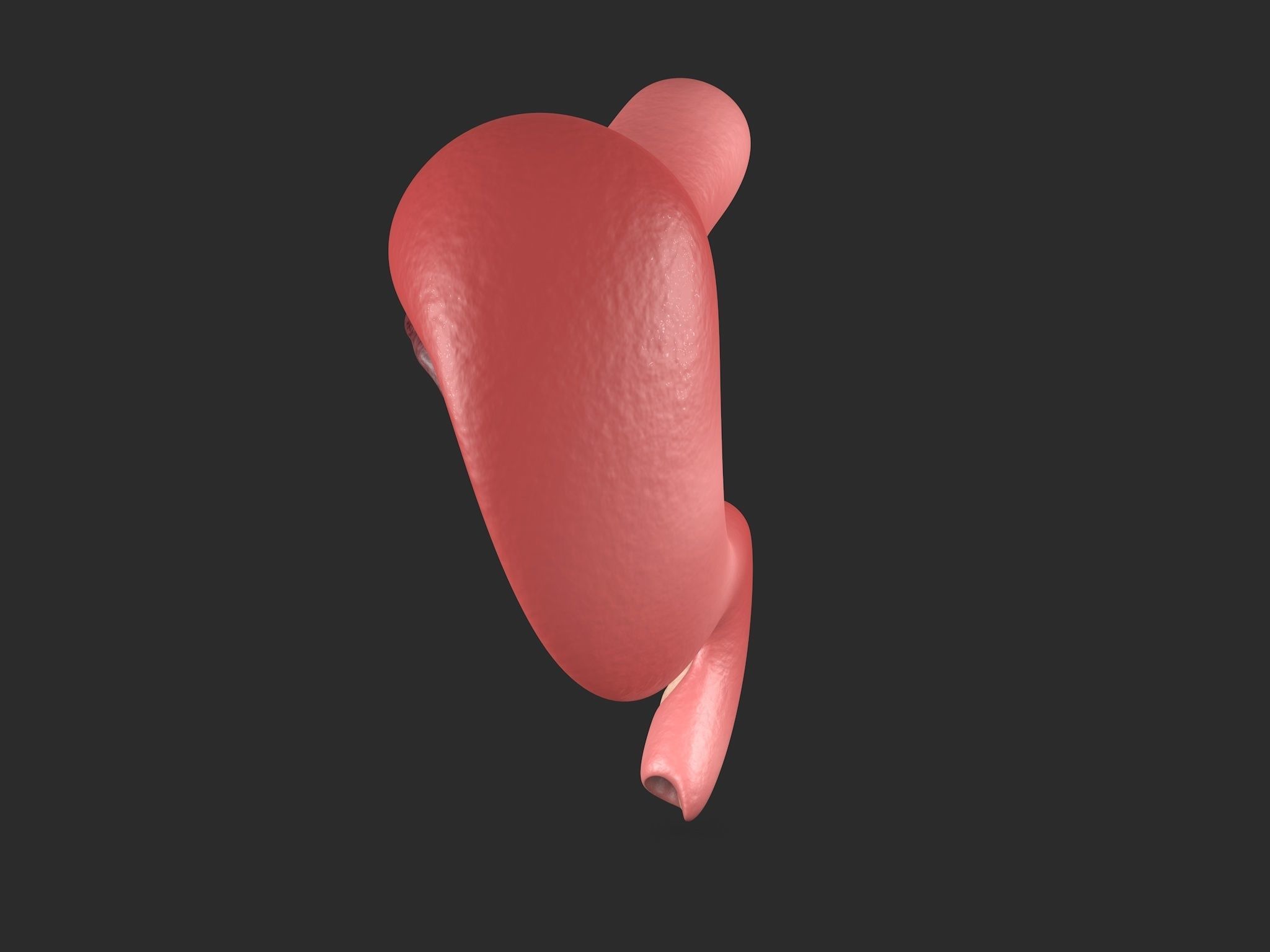 Human Stomach Low-poly 3D model_5