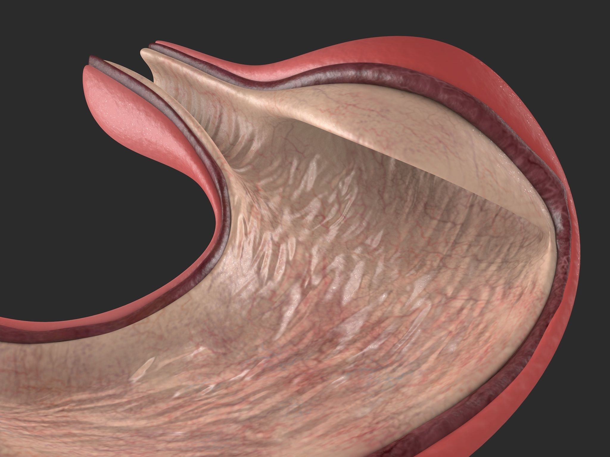 Human Stomach Low-poly 3D model_8