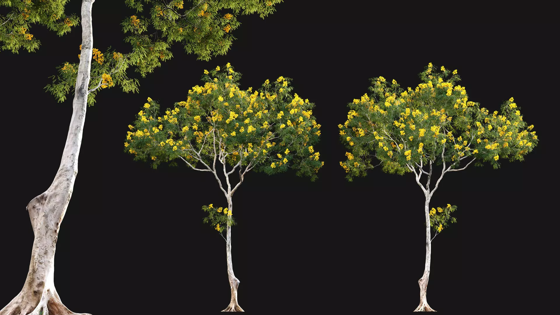 Cassia splendida - Golden Wonder Senna 3D model_0
