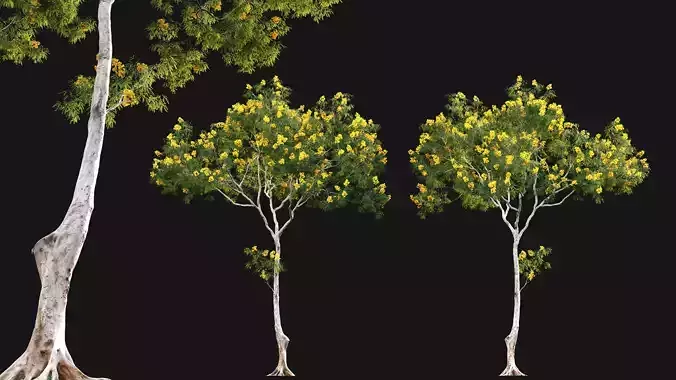 Cassia splendida - Golden Wonder Senna 3D model