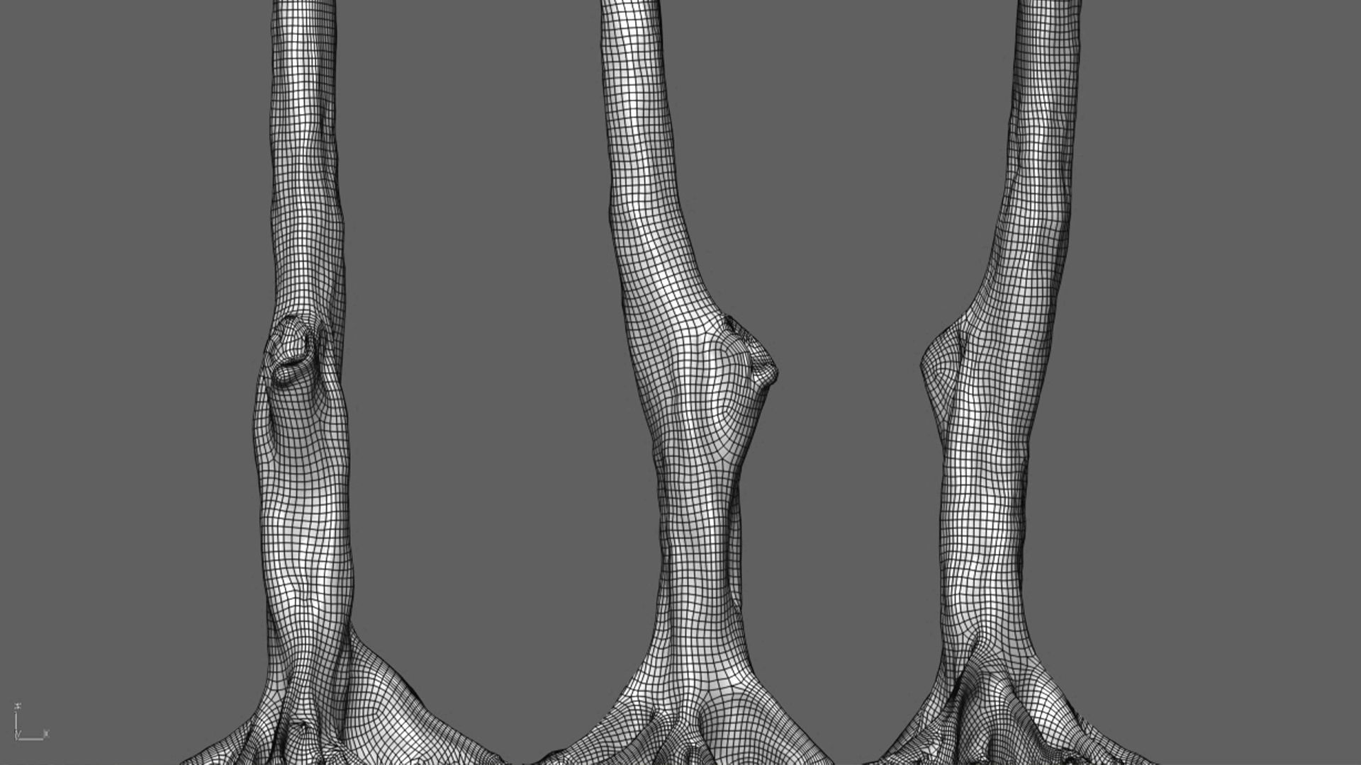 Cassia splendida - Golden Wonder Senna 3D model_6