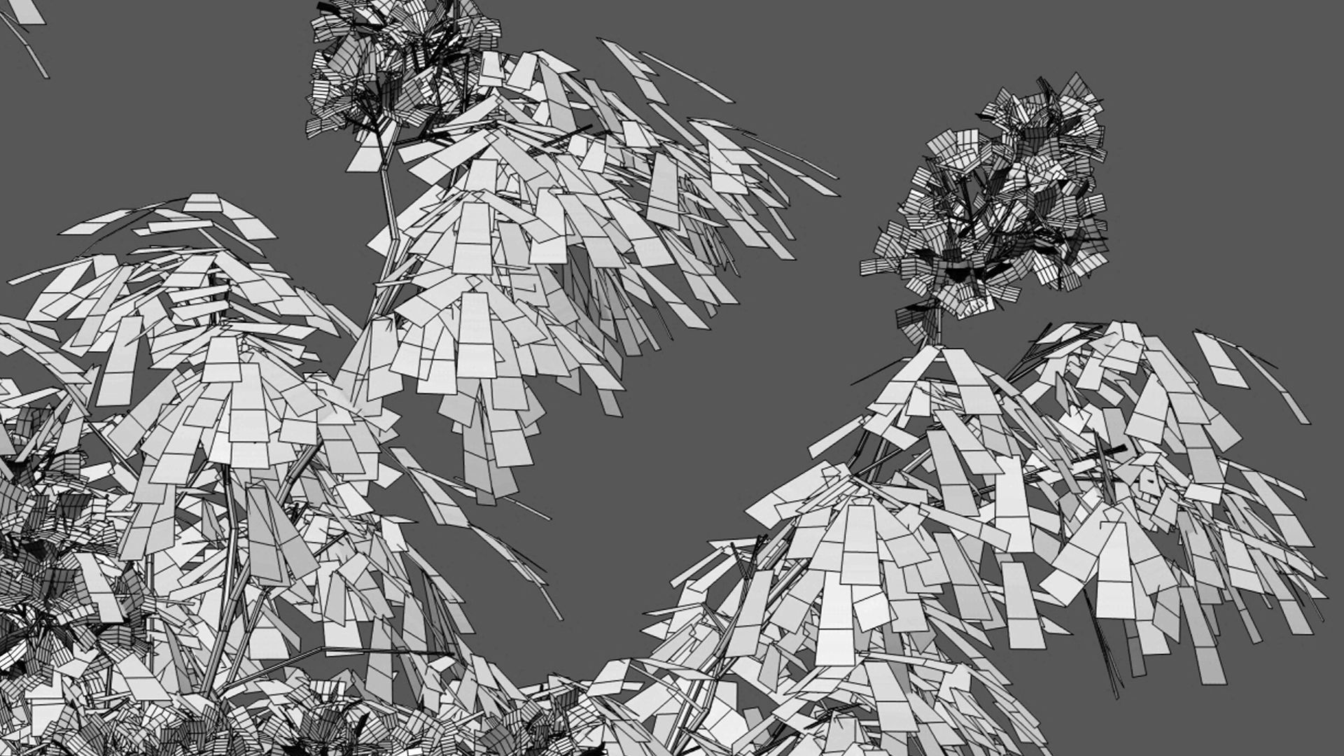 Cassia splendida - Golden Wonder Senna 3D model_3