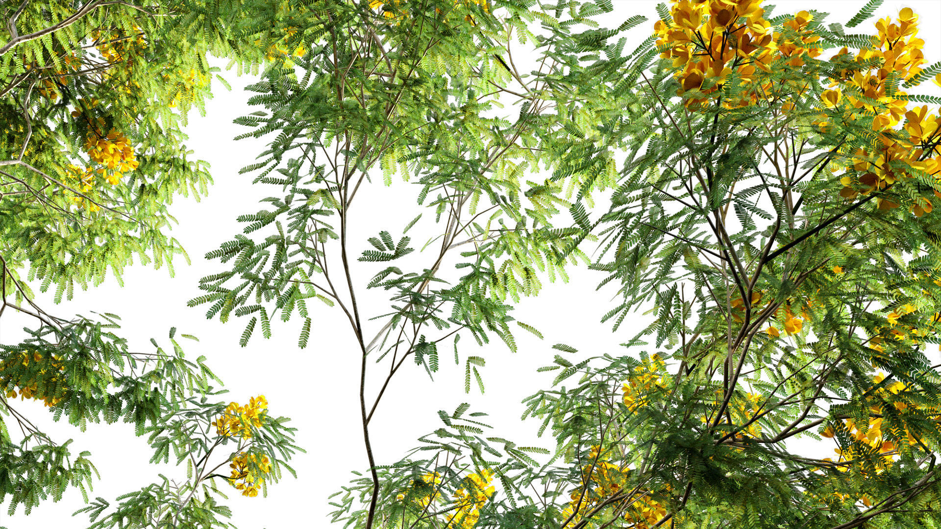 Cassia splendida - Golden Wonder Senna 3D model_1