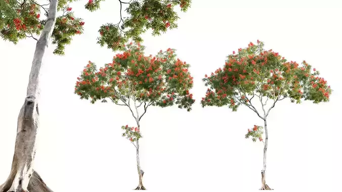 Dolonix regia - Royal Poinciana