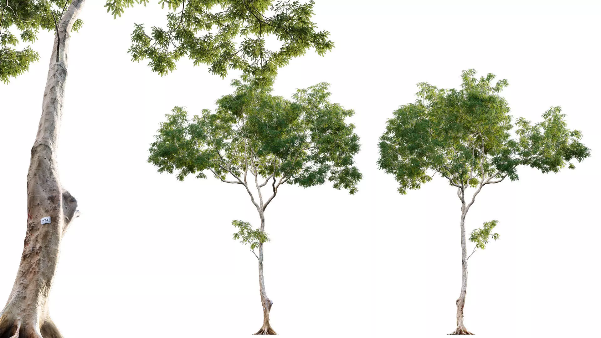 Dolonix regia - Royal Poinciana 3D model_0