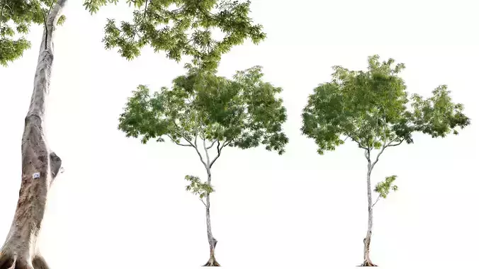 Dolonix regia - Royal Poinciana