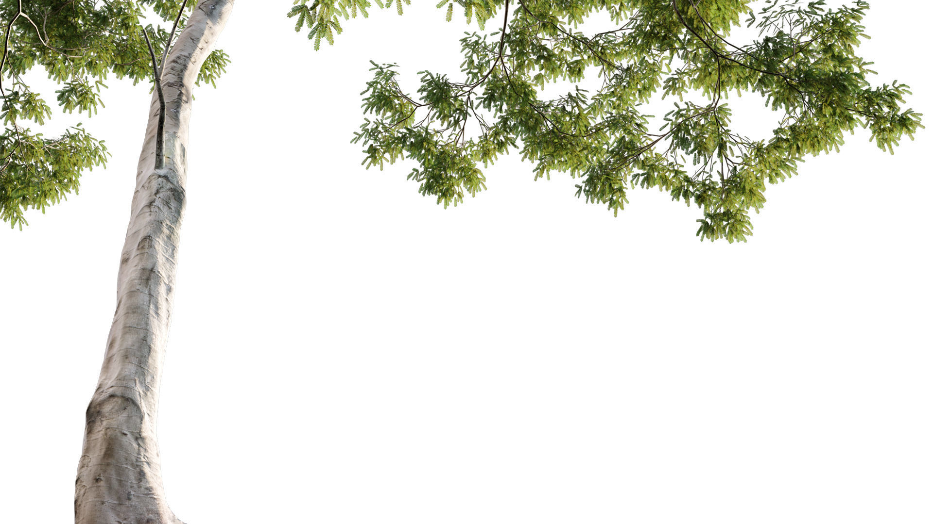 Dolonix regia - Royal Poinciana 3D model_1