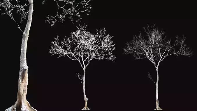 Dolonix regia - Royal Poinciana - Winter