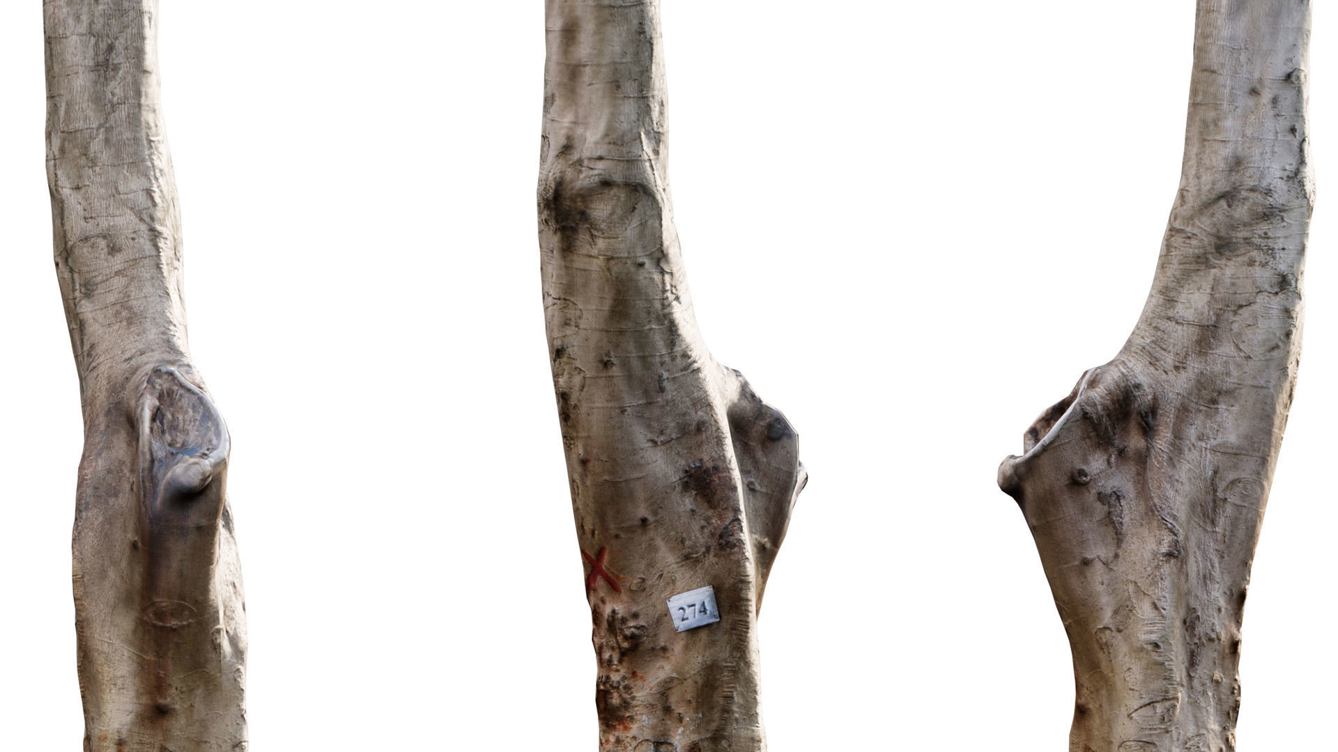 Jacaranda three trees with flowers 3D model_3