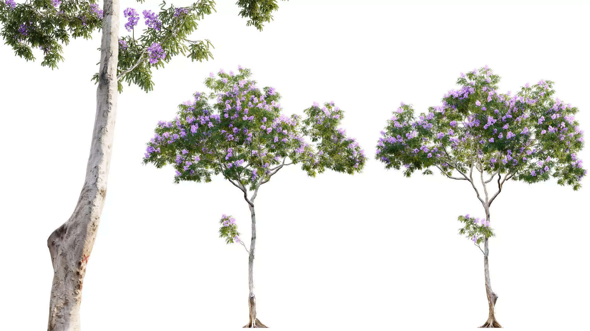Jacaranda three trees with flowers 3D model_0