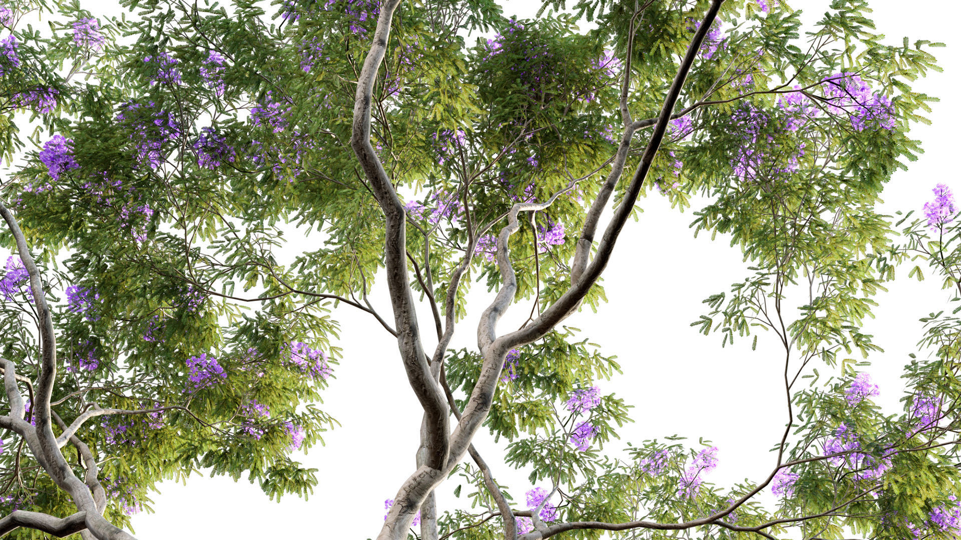 Jacaranda three trees with flowers 3D model_5