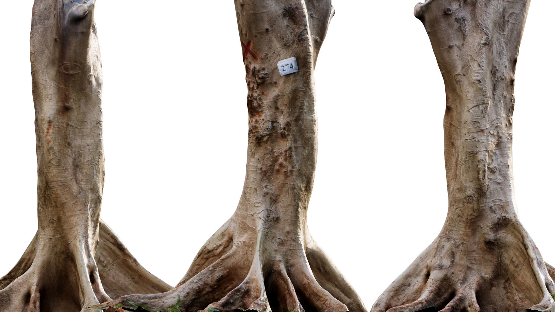 Jacaranda three trees with flowers 3D model_2